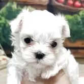 マルチーズ