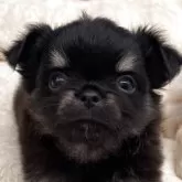 チワワ(ロング)