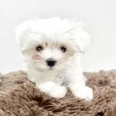 マルチーズ