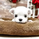 マルチーズ【静岡県・女の子・2025年11月11日・ホワイト】の写真2