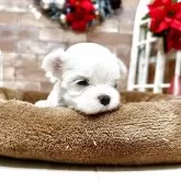 マルチーズ【静岡県・女の子・2025年11月11日・ホワイト】の写真4