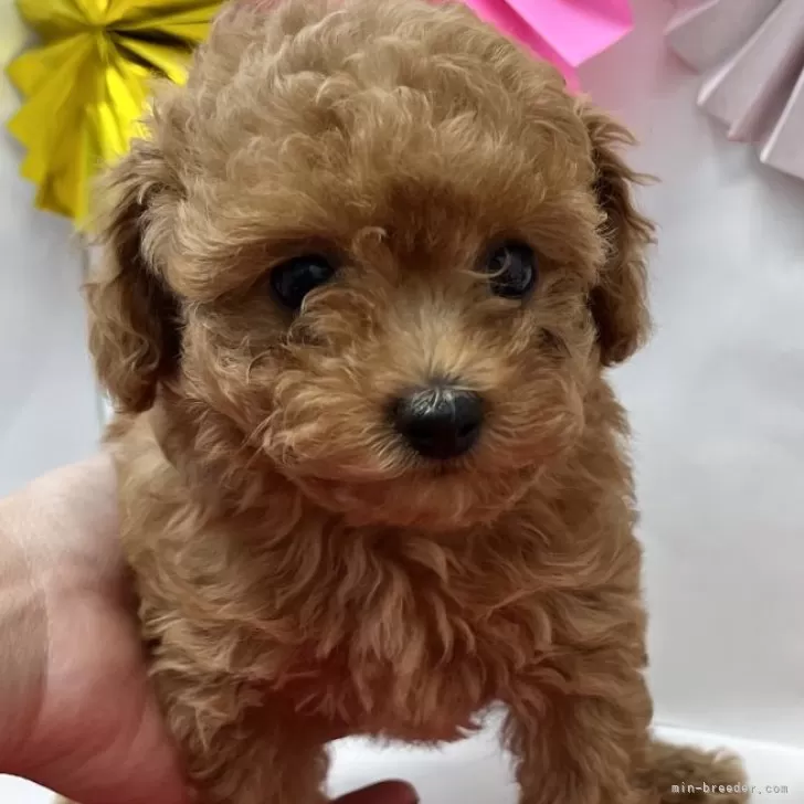 ID:2312-03320の子犬