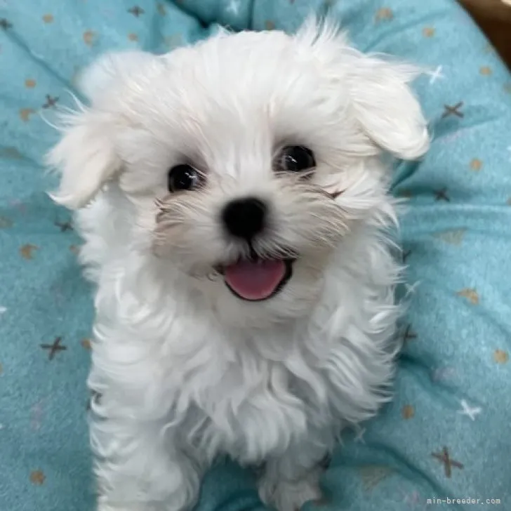 ID：2305-03986の子犬