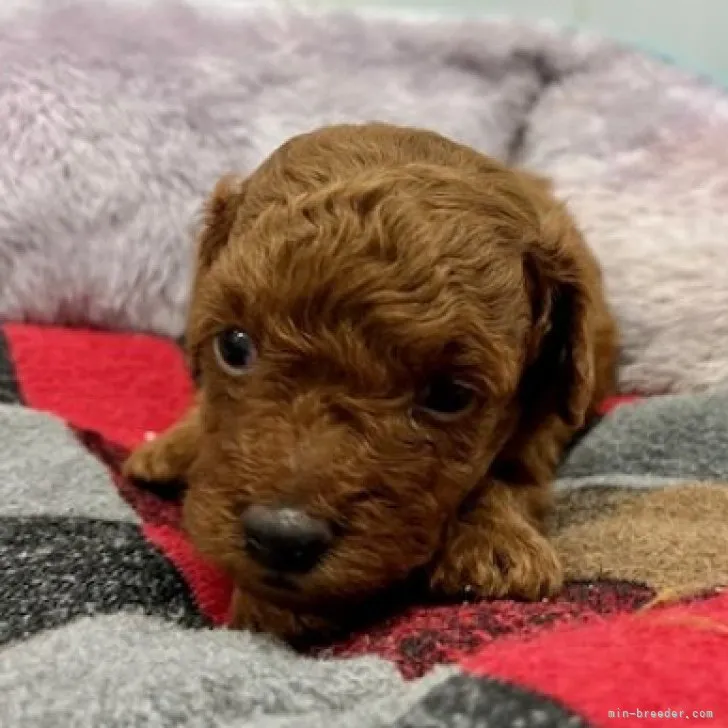 ID:2306-05704の子犬