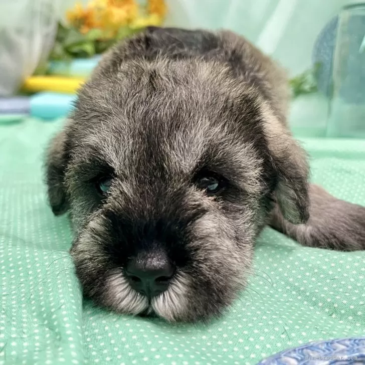 ID:2407-01133の子犬