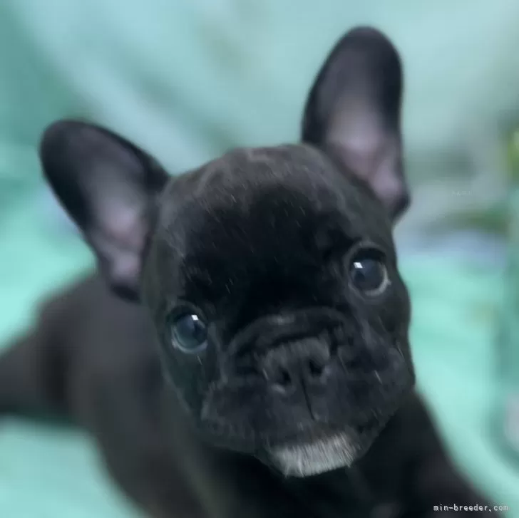 ID：2407-08195の子犬