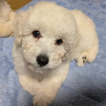 トイプードル(トイ)【静岡県・男の子・2024年8月28日・ホワイト】の写真「兄妹の中でいちばんヤンチャな男の子」
