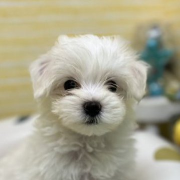 マルチーズ【静岡県・女の子・2023年3月31日・白】の写真「ご飯もしっかり食べ元気いっぱいの女の子です」