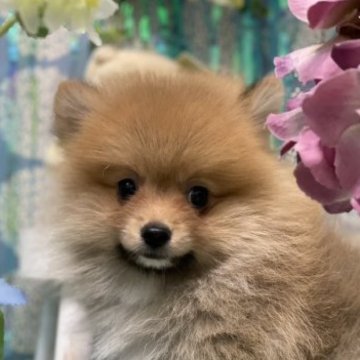 ポメラニアン【静岡県・男の子・2023年4月18日・オレンジ】の写真「元気いっぱいな男の子です」