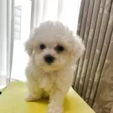 ビションフリーゼ