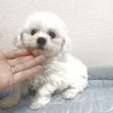 ビションフリーゼ