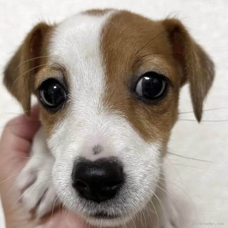 ID：2504-04438の子犬