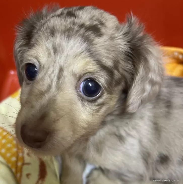 ID：2501-03111の子犬