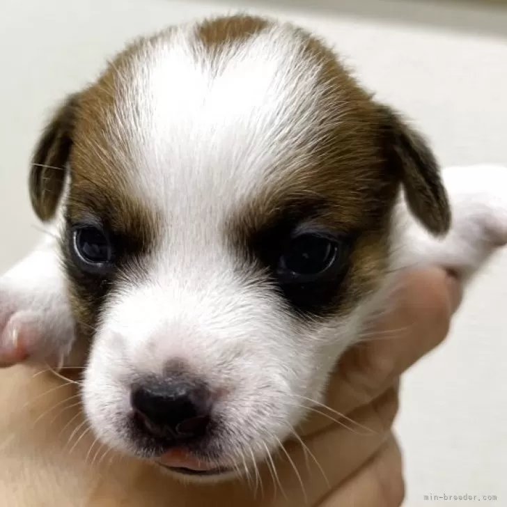 ID:2506-05186の子犬
