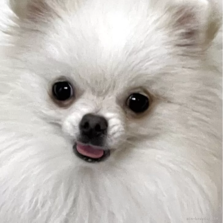 ID：2410-05285の子犬