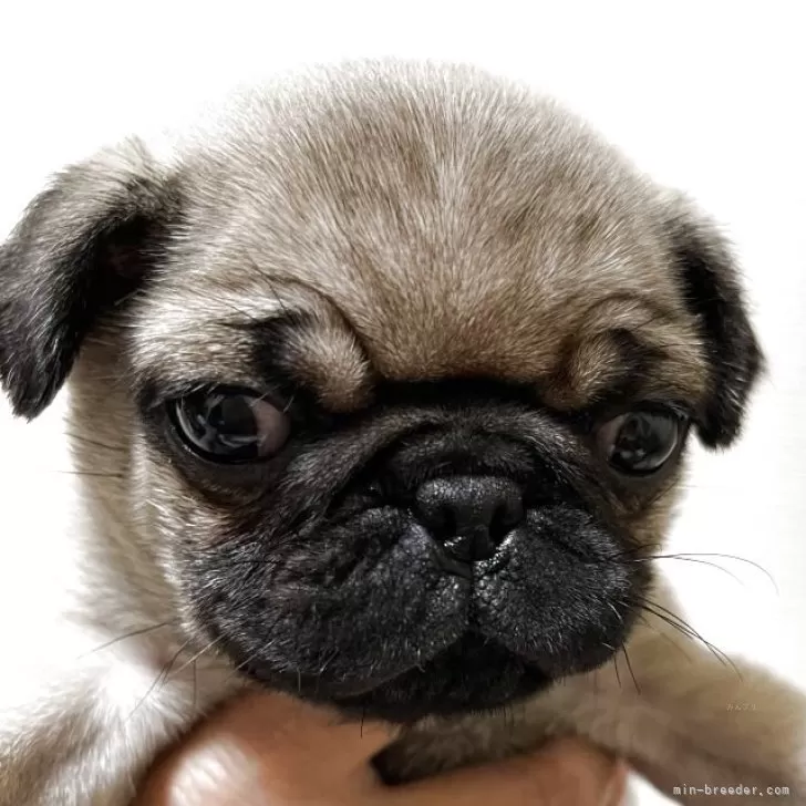 あべま 様のお迎えした子犬