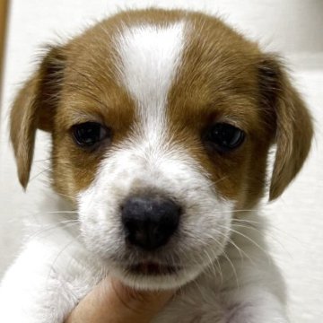 ジャックラッセルテリア【千葉県・男の子・2025年8月3日・ホワイトアンドタン】の写真「ぼーっとしてる僕」