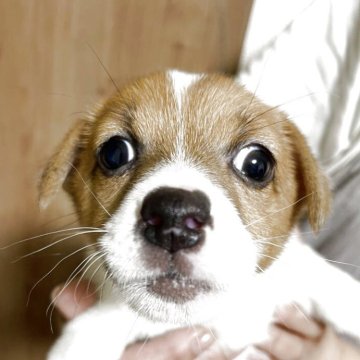 ジャックラッセルテリア【千葉県・男の子・2025年2月20日・ホワイトアンドタン】の写真「僕、おっとりしてます。今の所」