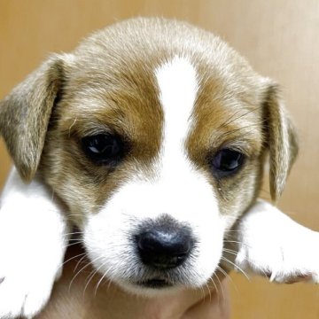 ジャックラッセルテリア【千葉県・女の子・2025年10月10日・ホワイトあんどタン】の写真「可愛い女の子」