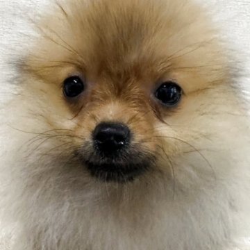 ポメラニアン【千葉県・女の子・2025年1月31日・オレンジ】の写真「とっても小さな女の子
2回ワクチン、マイクロ済」