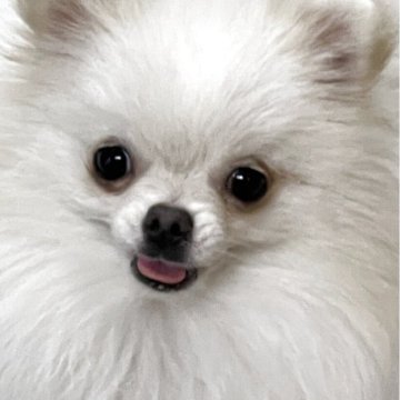 ポメラニアン【千葉県・男の子・2024年7月29日・ホワイト】の写真「とても小さな男の子です」