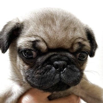 パグ【千葉県・男の子・2025年2月11日・フォーン】の写真「ご飯もりもり食べて元気いっぱい！」