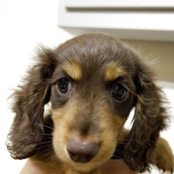 ミニチュアダックスフンド(ロング)【千葉県・男の子・2025年3月29日・チョコレートタン】の写真「元気バリバリ」