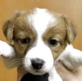 ジャックラッセルテリア