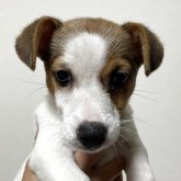 ジャックラッセルテリア