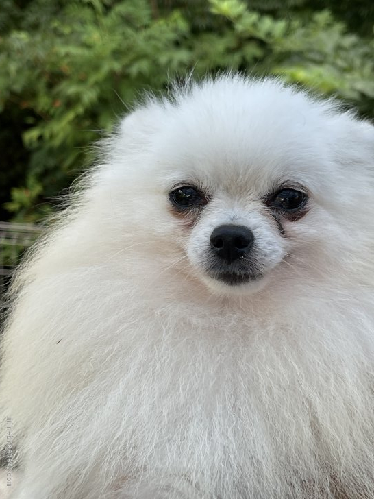 ポメラニアン【・男の子・2018年8月17日・ホワイト】