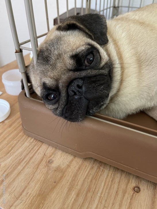 パグ【・女の子・2019年10月13日・フォーン】