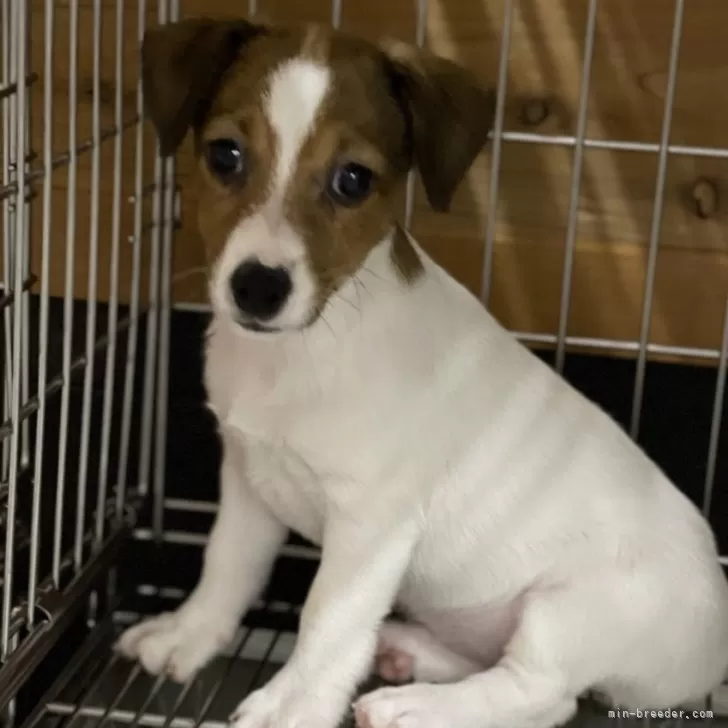 ID：2407-03755の子犬