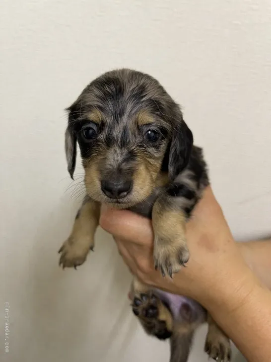 ID：2108-03180の子犬