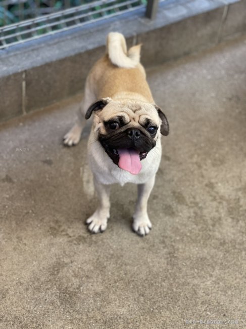 パグ【・男の子・2023年7月6日・フォーン】