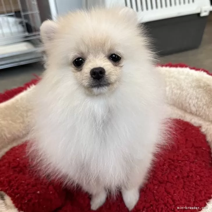 ID：2309-06007の子犬