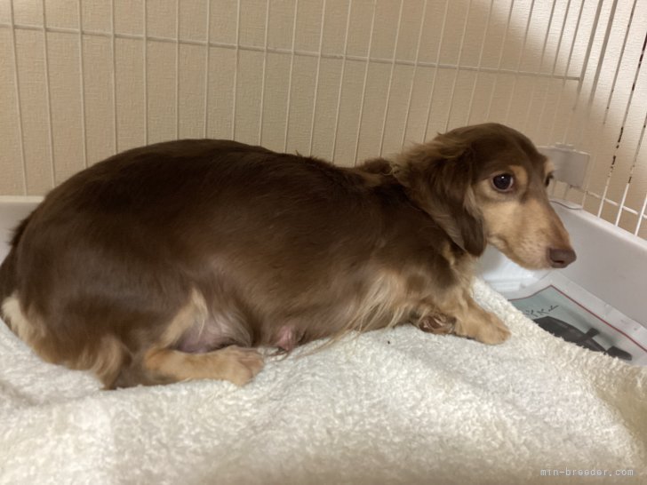 ミニチュアダックスフンド(ロング)【・女の子・2020年6月18日・チョコイエロー】