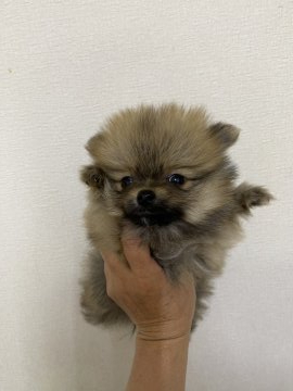ポメラニアン【千葉県・男の子・2022年2月20日・オレンジセーブル】の写真「元気いっぱいな男の子です」