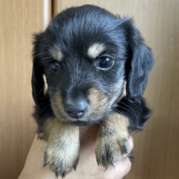 ミニチュアダックスフンド(ロング)【千葉県・男の子・2023年5月14日・ブラックタン】の写真「元気いっぱいな男の子」