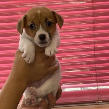 ジャックラッセルテリア【千葉県・女の子・2023年7月18日・ホワイトアンドタン】の写真「可愛いジャックの女の子」