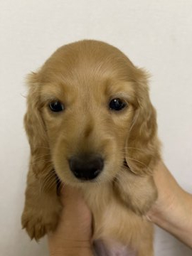 ミニチュアダックスフンド(ロング)【千葉県・女の子・2021年7月28日・ゴールド】の写真「少し大きな私です」