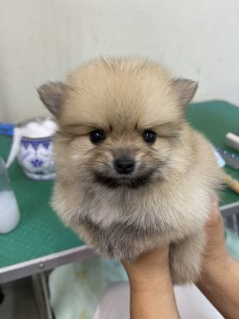 ポメラニアン【千葉県・男の子・2021年7月23日・オレンジ】の写真「綺麗なお顔の僕」