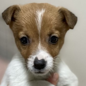 ジャックラッセルテリア【千葉県・男の子・2024年3月3日・ホワイトアンドタン】の写真「逞しく育ってます(*^^*)」