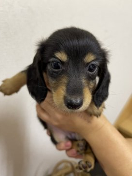 ミニチュアダックスフンド(ロング)【千葉県・男の子・2021年8月22日・ブラックタン】の写真「イケメン男の子」