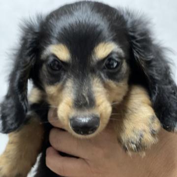 ミニチュアダックスフンド(ロング)【千葉県・男の子・2022年5月2日・ブラックタン】の写真「一人っ子の甘ったれです」