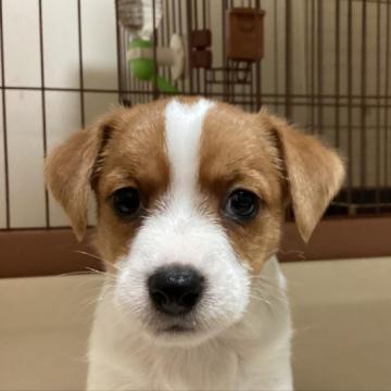 ジャックラッセルテリア【千葉県・男の子・2022年5月31日・ホワイトアンドタン】の写真「イケメンな男の子」