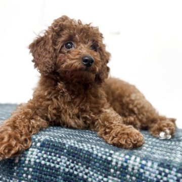 トイプードル(トイ)【埼玉県・女の子・2025年6月17日・レッド】の写真「ロングテールの可愛い女の子です❤️」