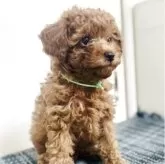 トイプードル(トイ)