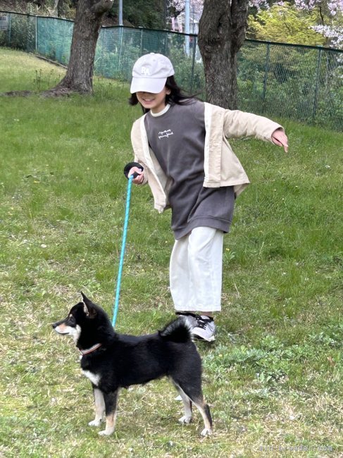 木下　充朗(きのした　みつあき)ブリーダー(滋賀県・柴犬・KC登録)の紹介写真2