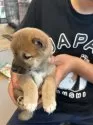 柴犬(標準サイズ)【滋賀県・男の子・2025年4月21日・赤】の写真7