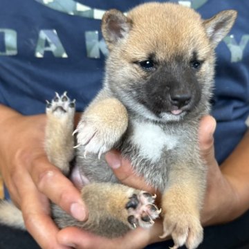 柴犬(豆柴)【滋賀県・女の子・2025年7月7日・赤】の写真「可愛いらしい女の子。出産ラッシュの為大幅値下げ中❗」